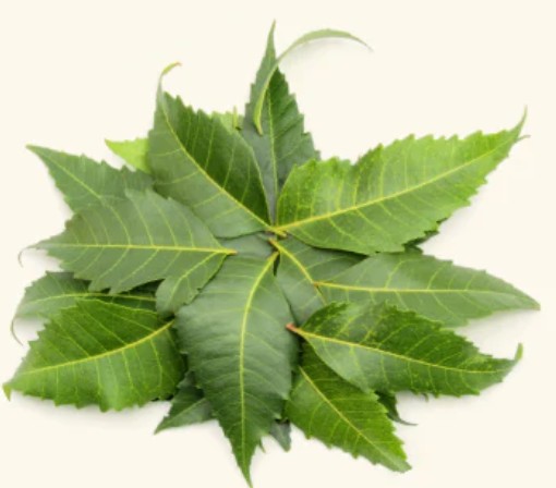 Neem